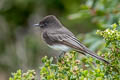 Black Phoebe Sayornis nigricans semiater