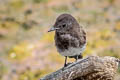 Black Phoebe Sayornis nigricans semiater