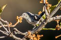 Blue-grey Gnatcatcher Polioptila caerulea obscura