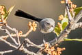 Blue-grey Gnatcatcher Polioptila caerulea obscura