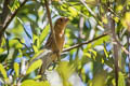 Blue Grosbeak Passerina caerulea salicaria 