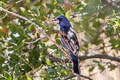 Blue Grosbeak Passerina caerulea salicaria 