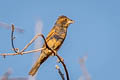 Blue Grosbeak Passerina caerulea salicaria 