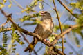 Botteri's Sparrow Peucaea botterii arizonae