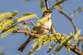 Botteri's Sparrow Peucaea botterii arizonae