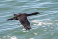 Brandt's Cormorant Urile penicillatus