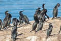 Brandt's Cormorant Urile penicillatus