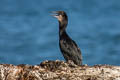 Brandt's Cormorant Urile penicillatus