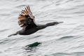 Brandt's Cormorant Urile penicillatus