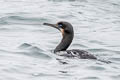 Brandt's Cormorant Urile penicillatus