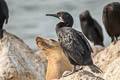 Brandt's Cormorant Urile penicillatus