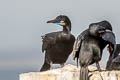 Brandt's Cormorant Urile penicillatus