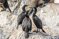 Brandt's Cormorant Urile penicillatus