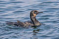 Brandt's Cormorant Urile penicillatus