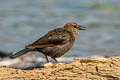 Brewer's Blackbird