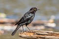 Brewer's Blackbird