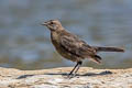 Brewer's Blackbird