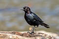 Brewer's Blackbird