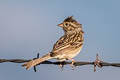 Brewer's Sparrow Spizella breweri breweri