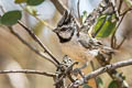 Bridled Titmouse Baeolophus wollweberi phillipsi