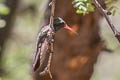 Black-chinned Hummingbird Archilochus alexandri