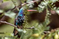 Black-chinned Hummingbird Archilochus alexandri