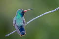 Black-chinned Hummingbird Archilochus alexandri