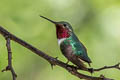 Broad-tailed Hummingbird Selasphorus platycercus (Broad-tailed Woodstar)