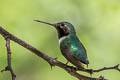 Broad-tailed Hummingbird Selasphorus platycercus (Broad-tailed Woodstar)