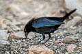 Bronzed Cowbird Molothrus aeneus loyei (Red-eyed Cowbird)