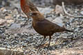 Brown-headed Cowbird Molothrus ater artemisiae