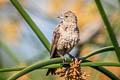 Brown-headed Cowbird Molothrus ater obscurus 