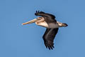 Brown Pelican Pelecanus occidentalis californicus