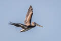 Brown Pelican Pelecanus occidentalis californicus