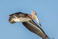 Brown Pelican Pelecanus occidentalis californicus