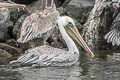 Brown Pelican Pelecanus occidentalis californicus