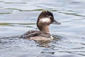 Bufflehead Bucephala albeola