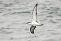 Buller's Shearwater Ardenna bulleri