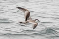 Buller's Shearwater Ardenna bulleri