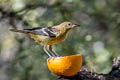 Bullock's Oriole Icterus bullockii