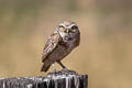 Burrowing Owl Athene cunicularia hypugaea