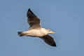 California Gull Larus californicus californicus