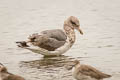 California Gull Larus californicus californicus