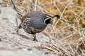 California Quail Callipepla californica brunnescens