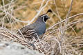 California Quail Callipepla californica brunnescens