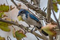 California Scrub Jay Aphelocoma californica californica (Western Scrub Jay)