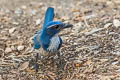 California Scrub Jay Aphelocoma californica californica (Western Scrub Jay)