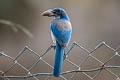 California Scrub Jay Aphelocoma californica californica (Western Scrub Jay)