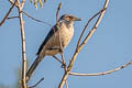 California Scrub Jay Aphelocoma californica californica (Western Scrub Jay)