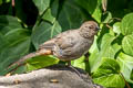 California Towhee Melozone crissalis petulans